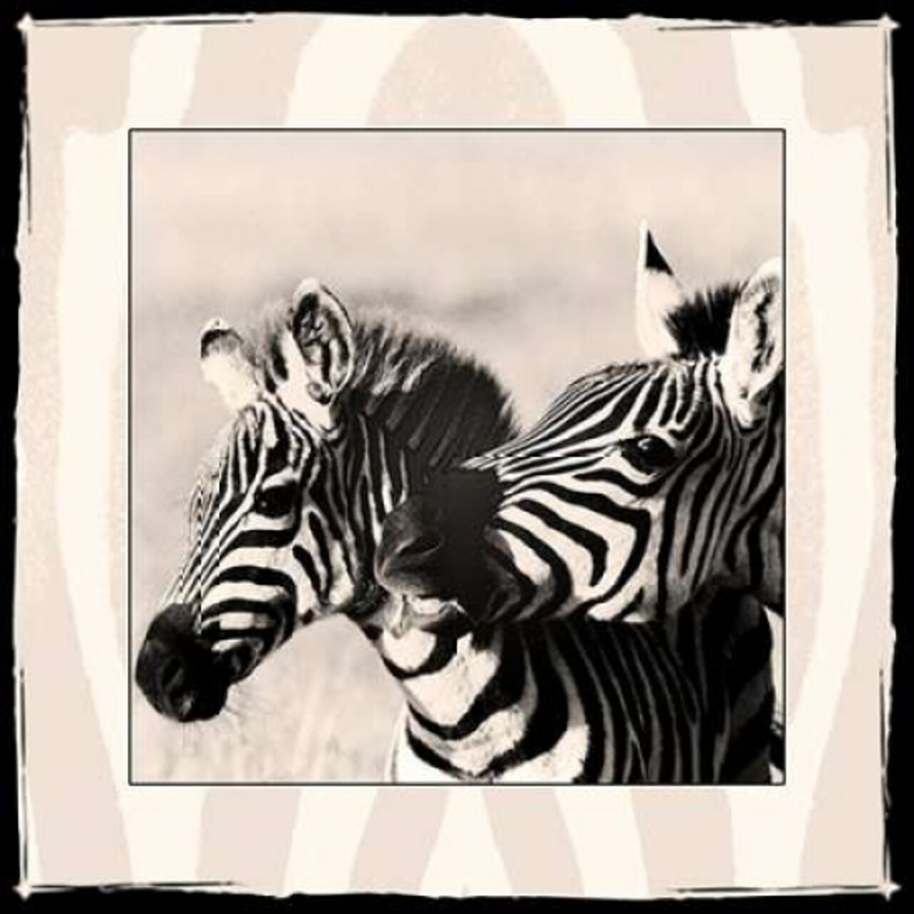 Zebra Enchantment 2 Poster Print by Frank &#x26; Susann Parker Nature Photography - Item # VARPDX366FSP1006